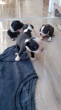 Boston terrier