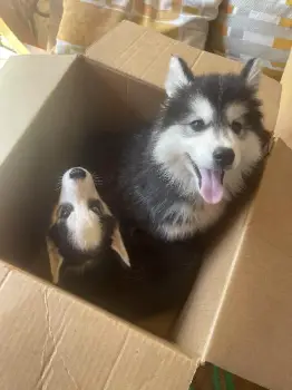 Cachorros husky siberiano