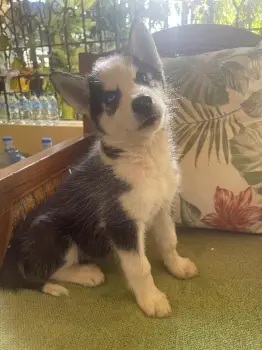 Cachorros husky siberiano