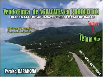 Finca en produccion de aguacates en paraiso barahona  255600 mts.2 vis