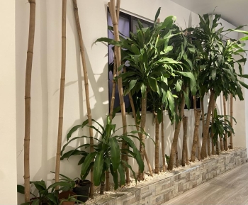 Jardin de bambu y palos de brazil con piedras blancas