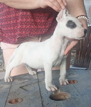 Oferta cachorro dogo argentino hembra en santo domingo vacunadas