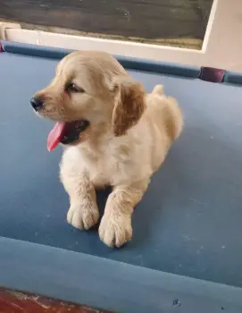 Cachorra golden retriver