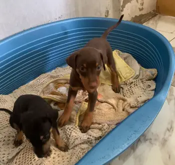 Doberman puros  en la altagracia