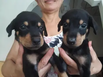 Doberman puros  en la altagracia