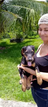 1 doberman puro   en la altagracia