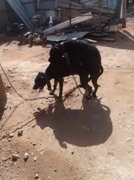 Cachorros de american pitbull terrier