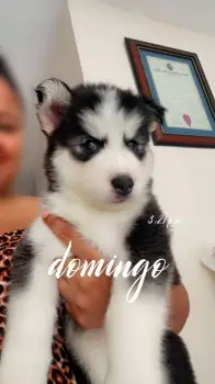 Husky siberiano en santo domingo oeste