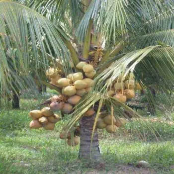 Matas de coco enano