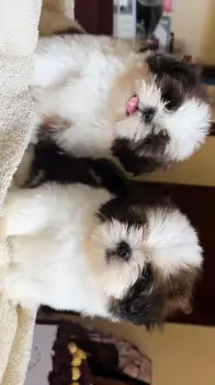 Hermosos shih tzu disponibles