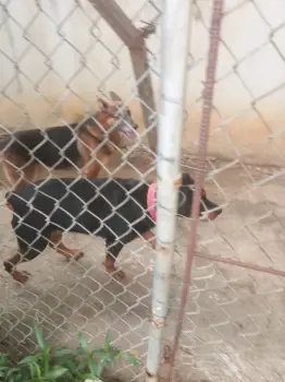 Rottweiler hembra en la romana