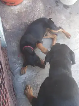 Rottweiler hembra en la romana