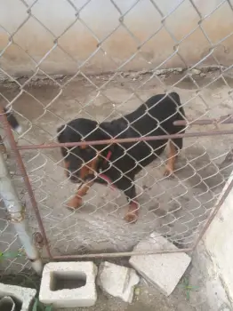 Rottweiler hembra en la romana