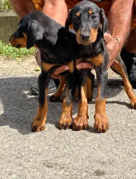 Doberman ambos sexos