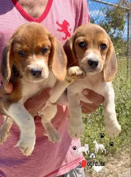 Beagle hembras