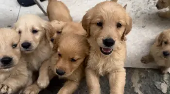 Cachorro golden retriever perros