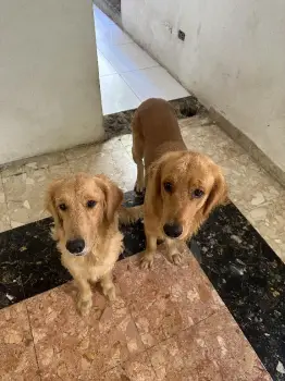 Cachorro golden retriever perros