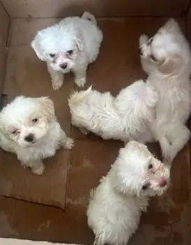 Oferta cachorro maltipoo en santo domingo y vacuna al dia