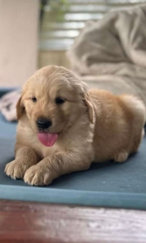 Oferta cachorro golden retriever macho en santo domingo y vacunado