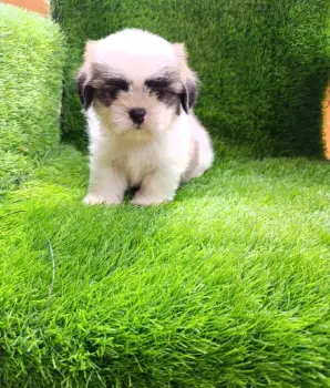 Oferta cachorro shih tzu ambos sexo en santo domingo y vacunados