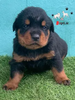 Rottweiler ambos sexos