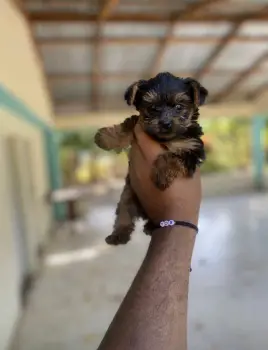 Yorkie ambos sexos