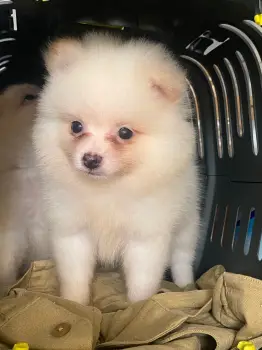 Pomerania ambos sexos