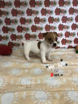 Jack russel ambos sexos