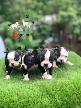 Boston terrier ambos sexos