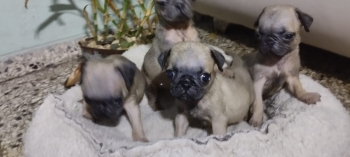 Pug cachorros