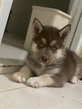 Siberian husky en la altagracia