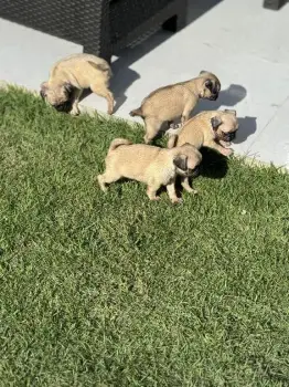 Cachorros pug en venta en san cristóbal