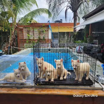 Husky siberiano hembras y machos disponibles