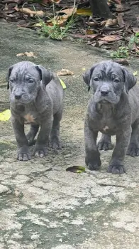 Cane corso ambos sexos con pedigree