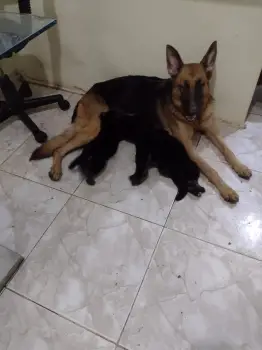 Venta perros pastor aleman puros