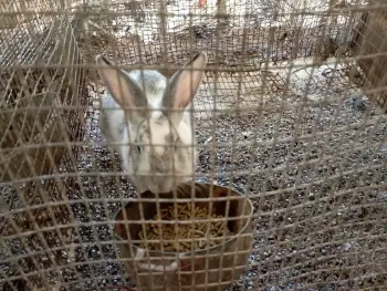 Venta de conejos  en santo domingo este