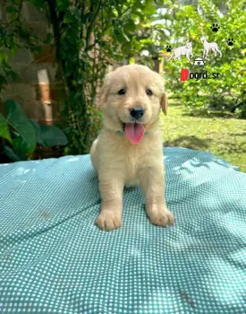 Golden retriever ambos sexos