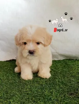 Maltipoo ambos sexos