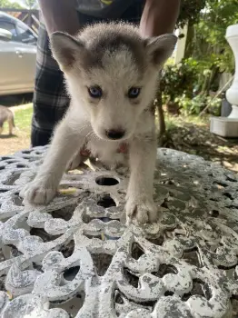 Hermosos husky’s en santo domingo este