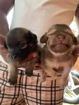 Chihuahua mariposa con primera vacuna todo al día. tiene un mes los pe