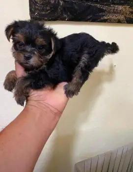 Oferta cachorro yorkie hembra en santo domingo y vacunado