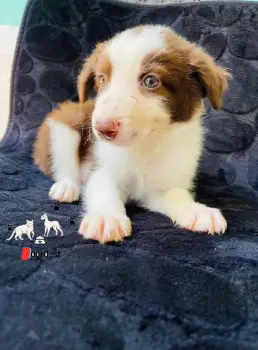 Border collie machos