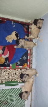 Cachorros pug