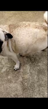 Pug cachorros puros