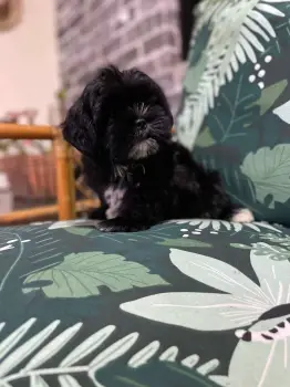 Oferta cachorro shih tzu hembra en santo domingo y vacunado