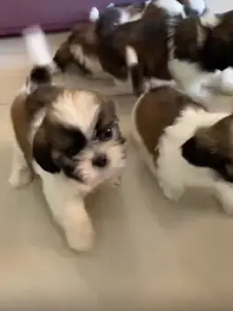 Oferta cachorro shih tzu ambos sexo en santo domingo y vacuna