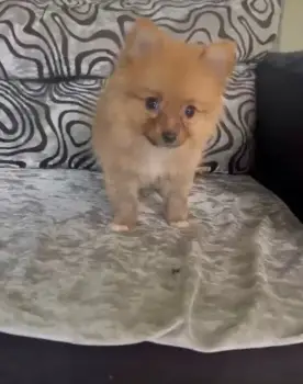 Oferta cachorro pomerania hembra en santo domingo y vacuna al dia