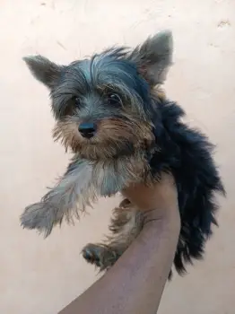 Oferta cachorro yorkie macho en santo domingo y vacunado