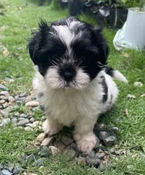 Oferta cachorro shih tzu hembra en santo domingo y vacunado