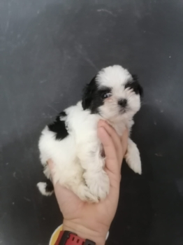 Oferta cachorro shipoo macho en santo domingo y vacunado